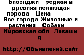 Басенджи - редкая и древняя нелающая порода › Цена ­ 50 000 - Все города Животные и растения » Собаки   . Кировская обл.,Леваши д.